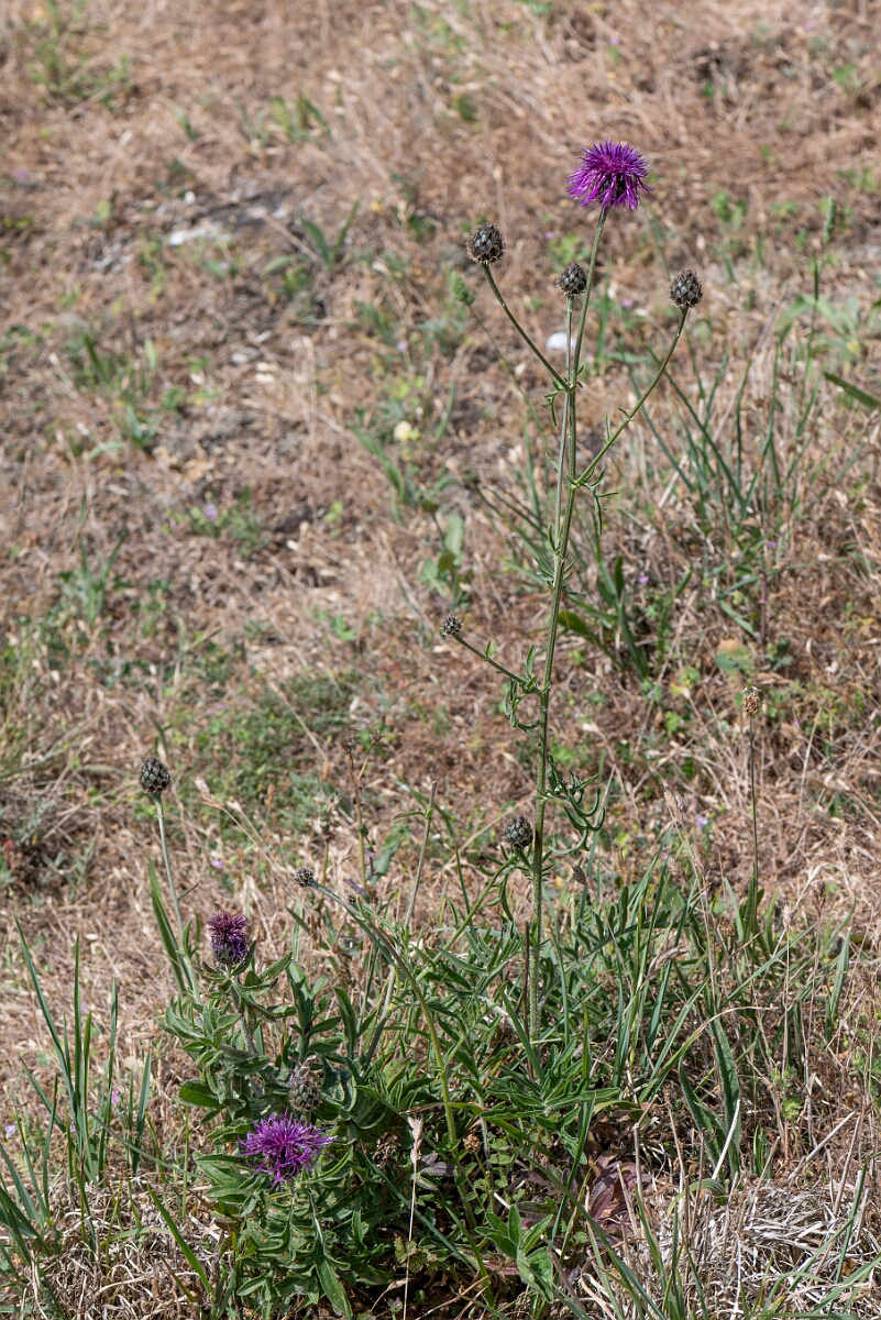 David Plant Photography - Wildlife Photography - Greater knapweed - B.jpg - Greater knapweed, Centaurea scabiosa, plant - North Somerset
