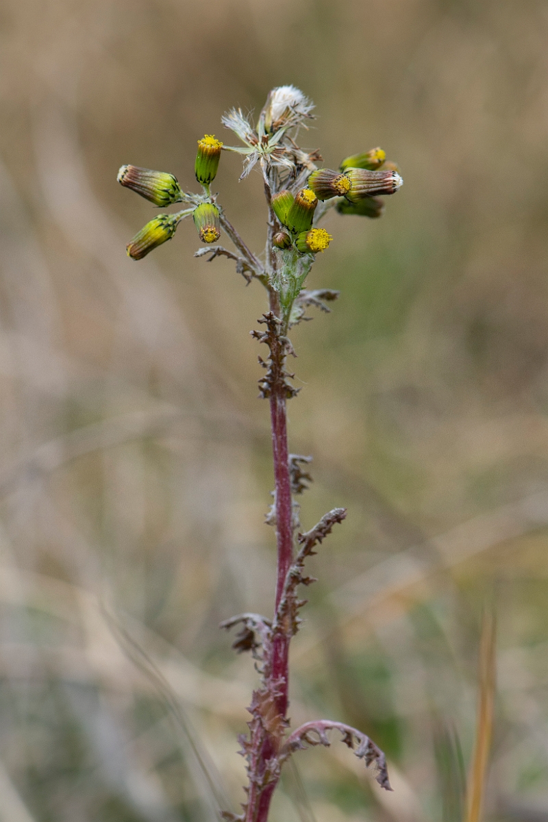 David Plant Photography - Wildlife Photography - Groundsel - C.JPG - Groundsel - Suffolk