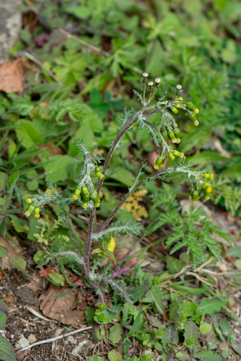 David Plant Photography - Wildlife Photography - Groundsel - D.jpg - Groundsel - Gloucestershire