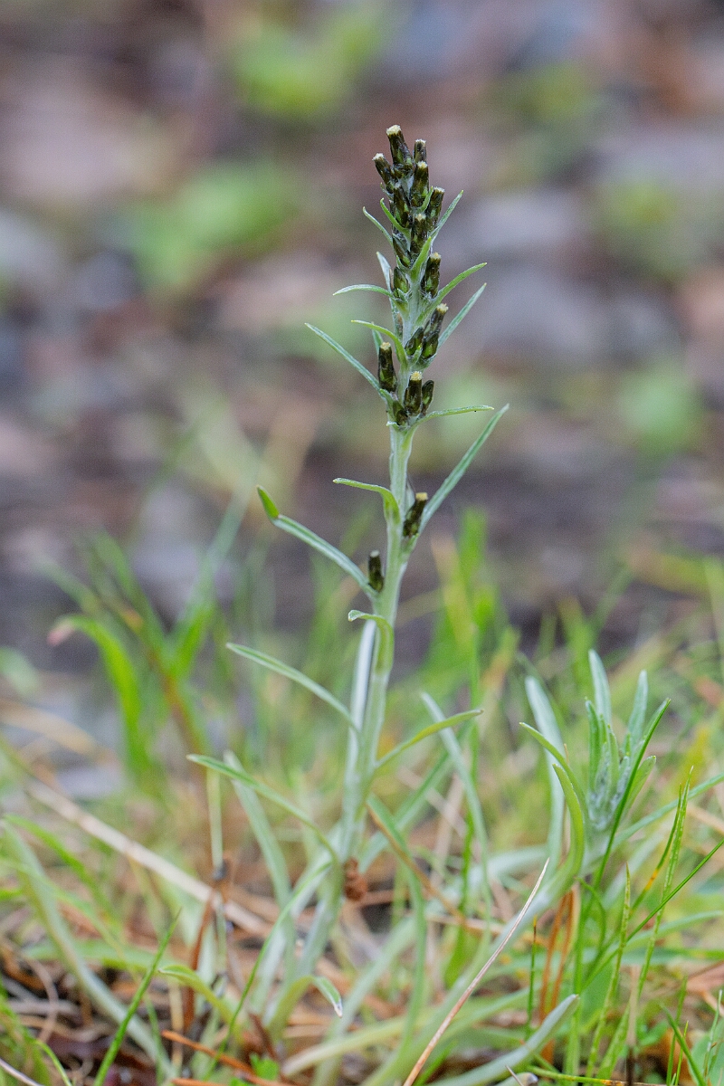 David Plant Photography - Wildlife Photography - Heath cudweed - C.jpg - Heath cudweed - Cairngorms