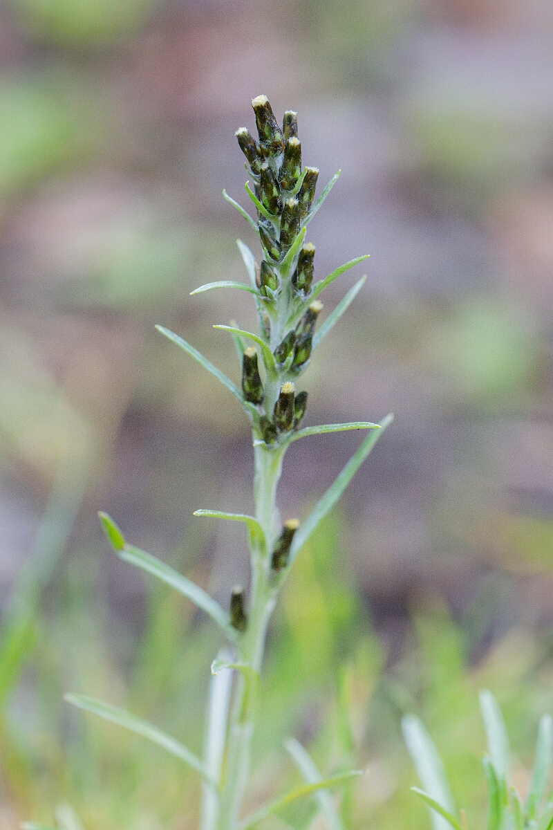 David Plant Photography - Wildlife Photography - Heath cudweed - D.jpg - Heath cudweed - Cairngorms