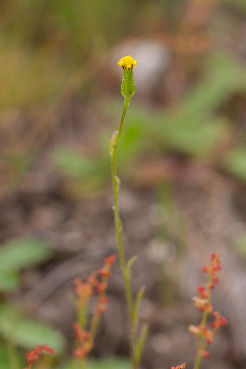 David Plant Photography - Wildlife Photography - Heath groundsel - A.JPG - Heath groundsel - Norfolk