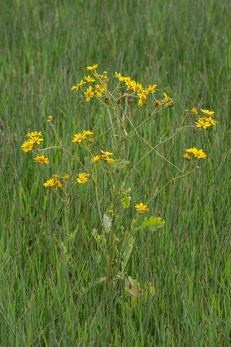 David Plant Photography - Wildlife Photography - Marsh ragwort - D.JPG - Marsh ragwort - Highlands