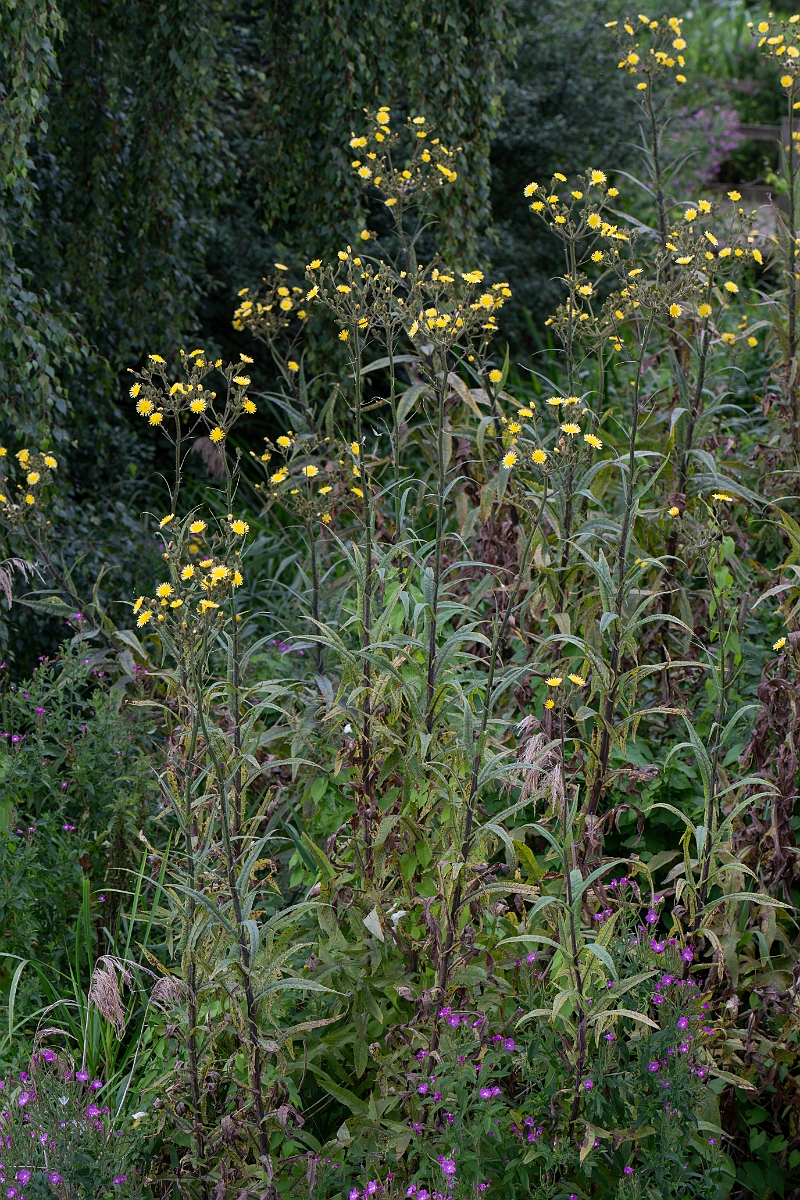 David Plant Photography - Wildlife Photography - Marsh sow-thistle - E.jpg - Marsh sow-thistle - Cambridgeshire