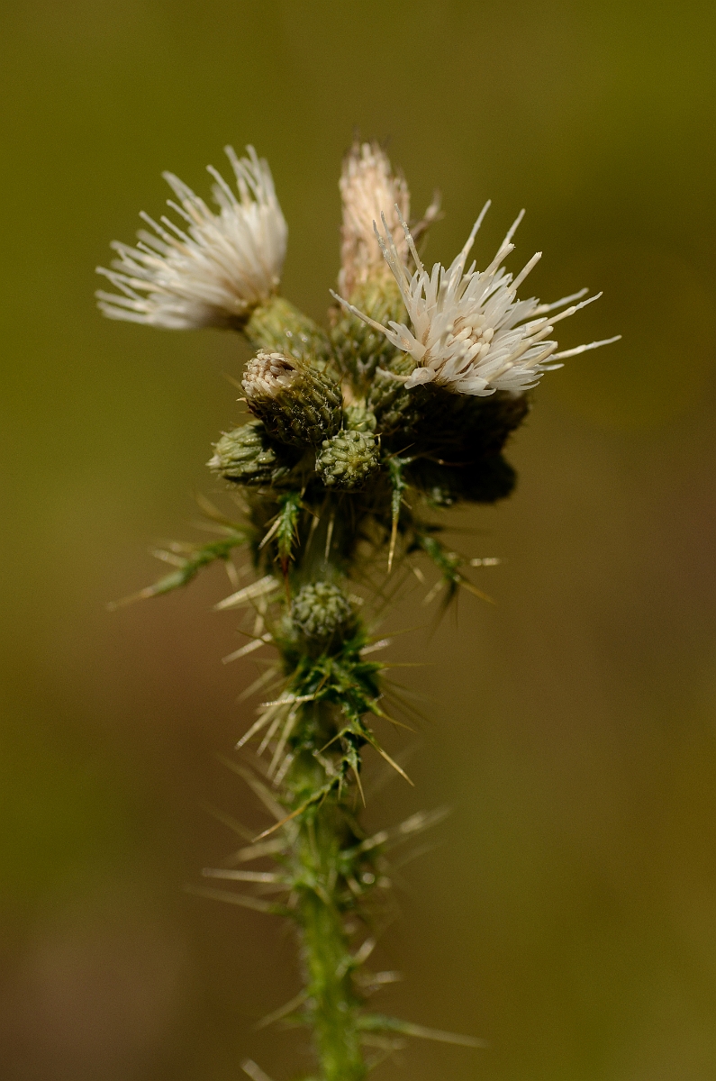 David Plant Photography - Wildlife Photography - Marsh thistle - A.jpg - Marsh thistle - Glamorgan