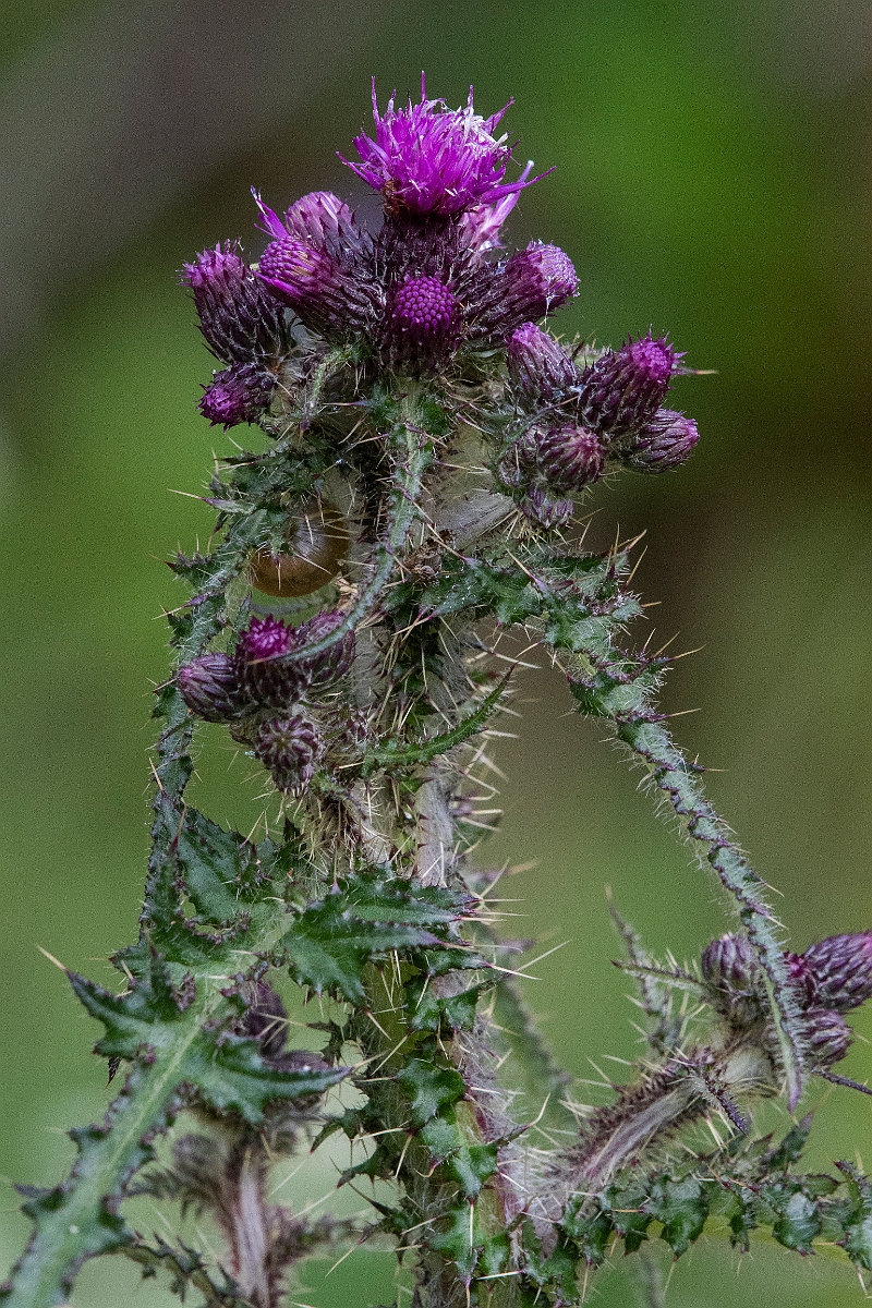 David Plant Photography - Wildlife Photography - Marsh thistle - E.JPG - Marsh thistle - Argyll