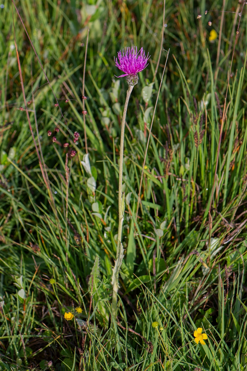 David Plant Photography - Wildlife Photography - Meadow thistle - E.JPG - Meadow thistle - Bridgend
