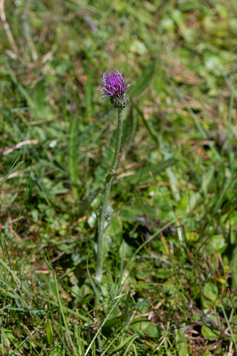 David Plant Photography - Wildlife Photography - Meadow thistle - I.jpg - Meadow thistle, Cirsium dissectum - Hampshire