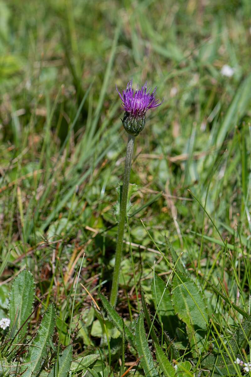David Plant Photography - Wildlife Photography - Meadow thistle - J.jpg - Meadow thistle, Cirsium dissectum - Hampshire