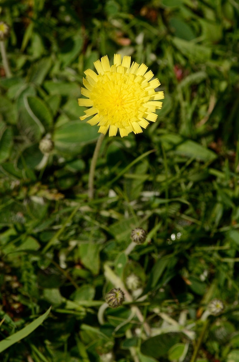 David Plant Photography - Wildlife Photography - Mouse-ear hawkweed - A.jpg - Mouse-ear hawkweed - Norfolk