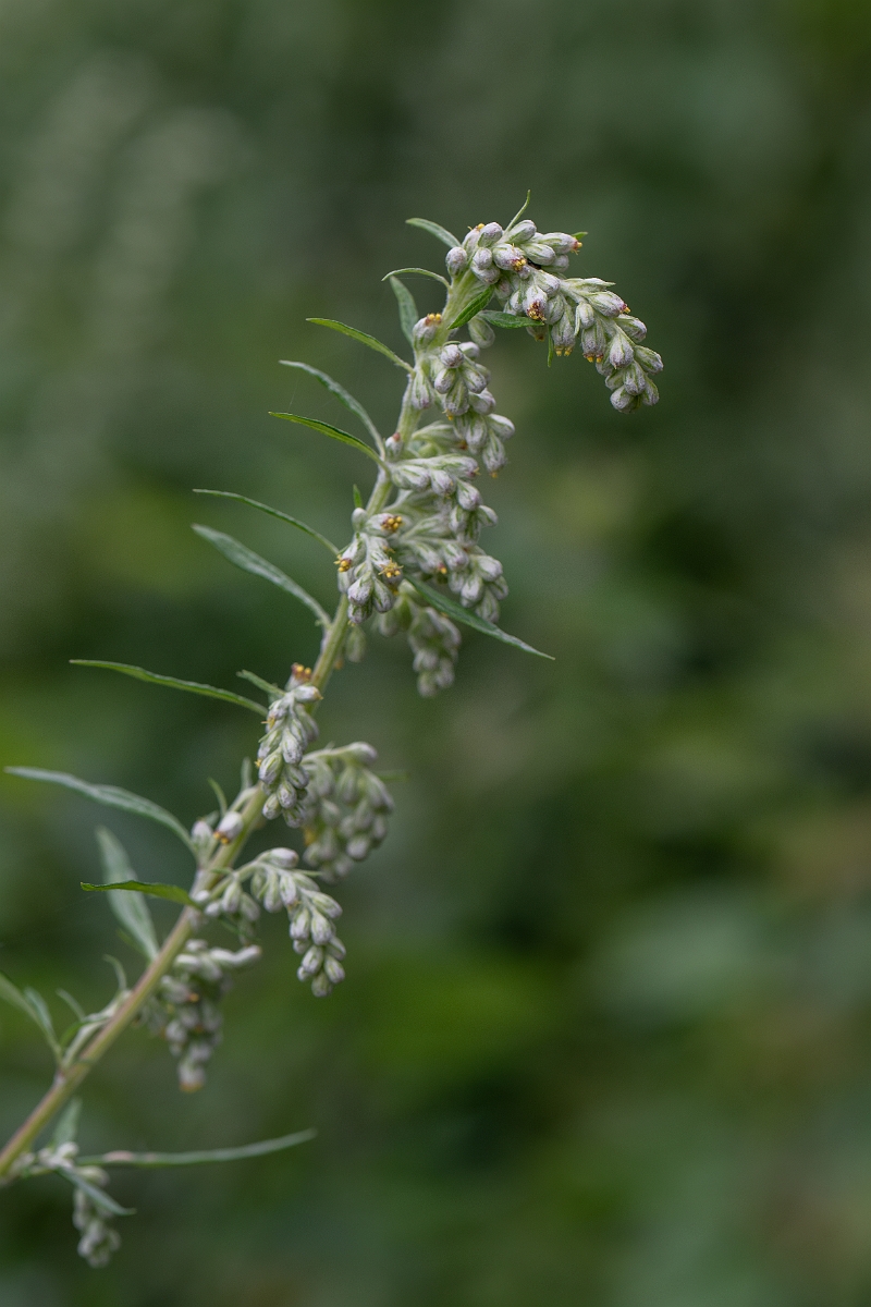 David Plant Photography - Wildlife Photography - Mugwort - A.jpg - Mugwort - Norfolk