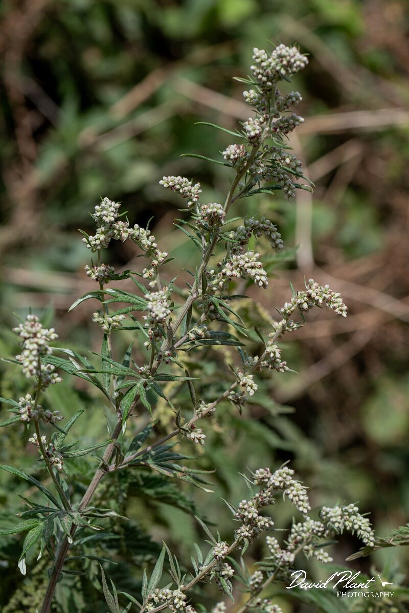 David Plant Photography - Wildlife Photography - Mugwort - D.jpg - Mugwort, Artemisia vulgaris - Somerset