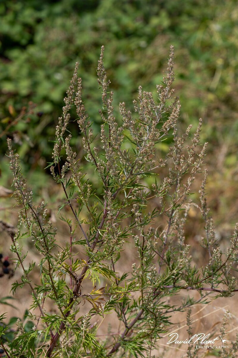 David Plant Photography - Wildlife Photography - Mugwort - E.jpg - Mugwort, Artemisia vulgaris - Somerset