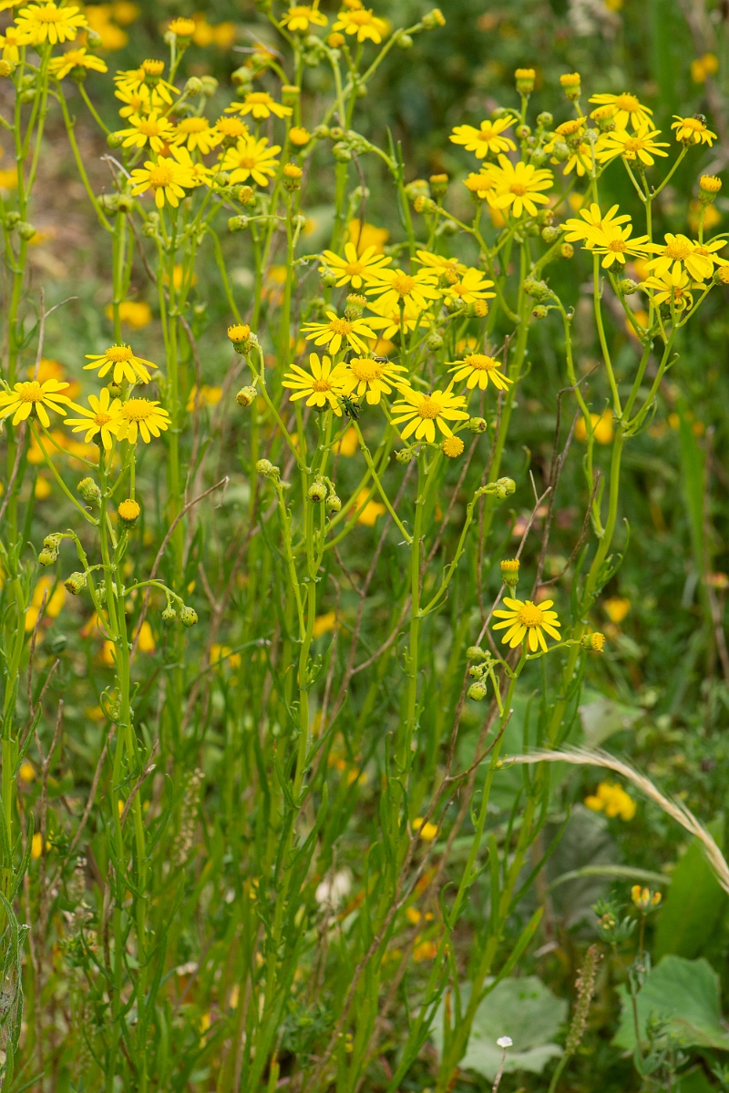 David Plant Photography - Wildlife Photography - Narrow-leaved ragwort - A.jpg - Narrow-leaved ragwort - Kent