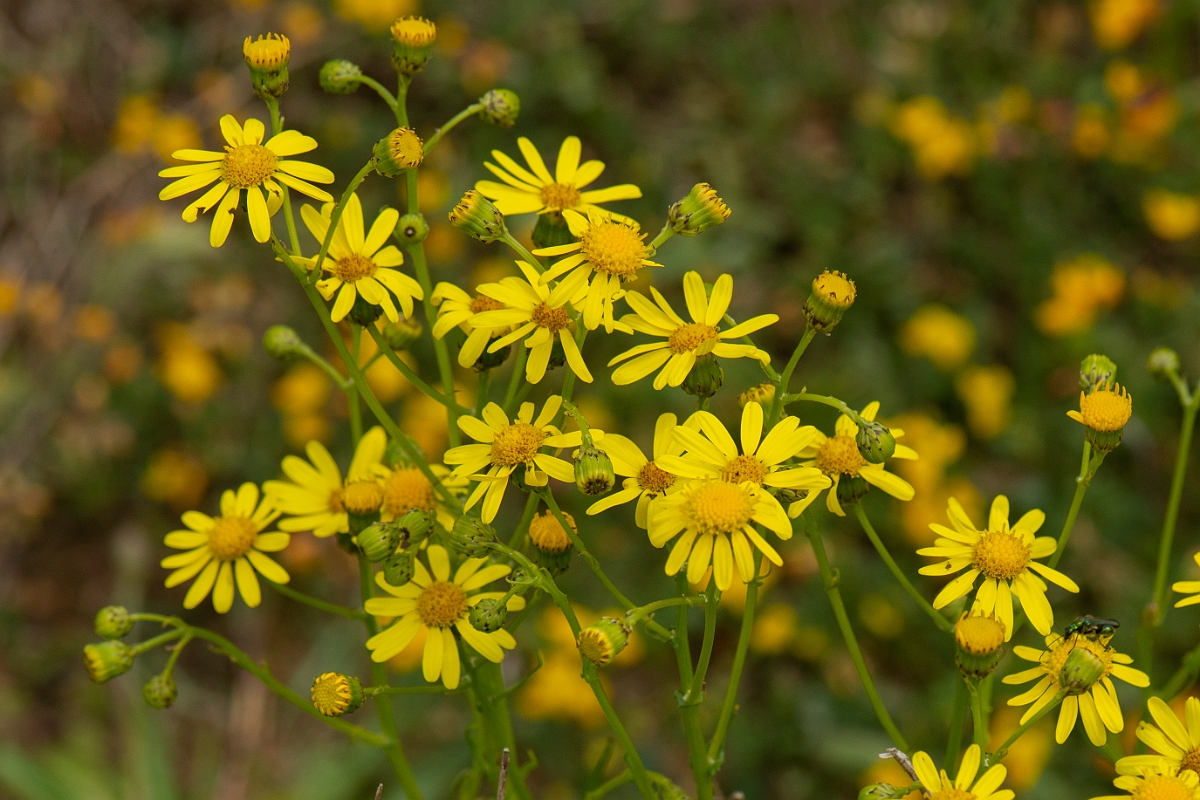David Plant Photography - Wildlife Photography - Narrow-leaved ragwort - B.jpg - Narrow-leaved ragwort - Kent