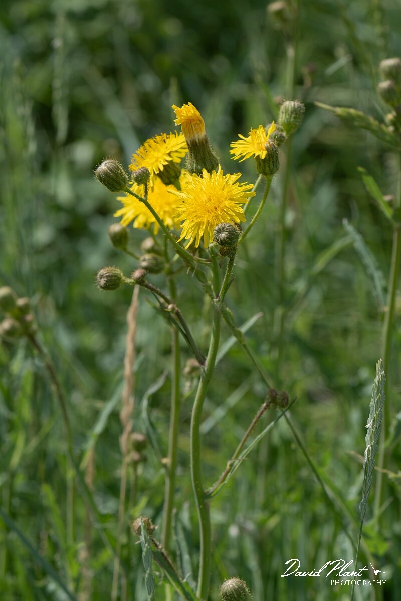 David Plant Photography - Wildlife Photography - Perennial sow-thistle - B.jpg - Perennial sow-thistle, Sonchus arvensis - Gloucestershire