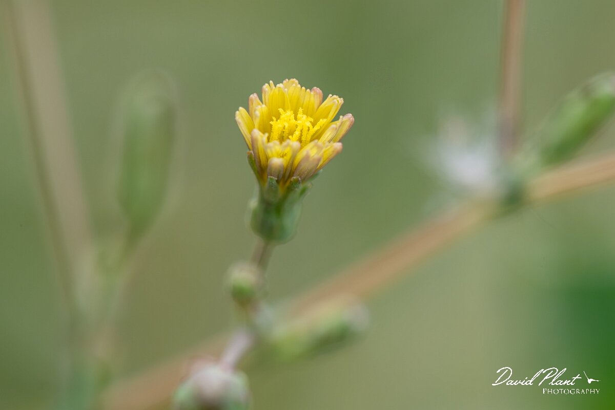 David Plant Photography - Wildlife Photography - Prickly lettuce - A.jpg - Prickly lettuce, Lactuca serriola - Gloucestershire