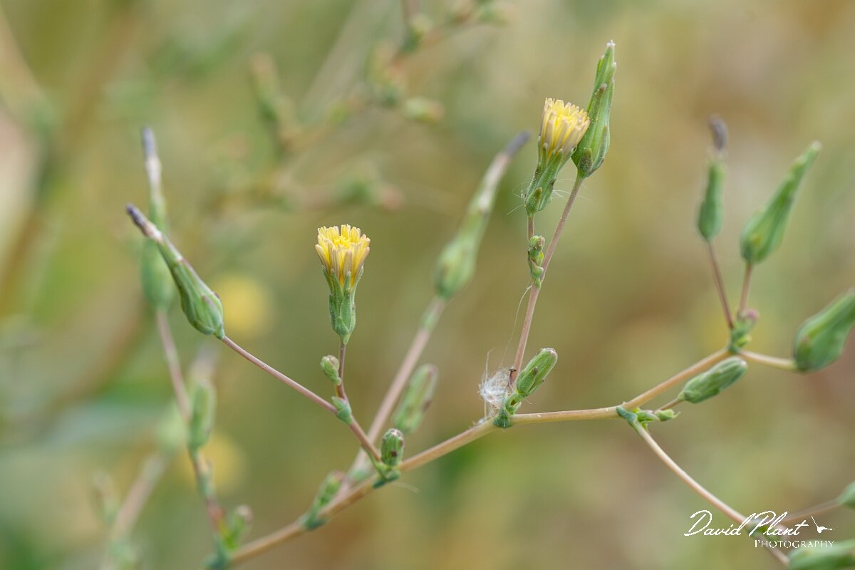 David Plant Photography - Wildlife Photography - Prickly lettuce - B.jpg - Prickly lettuce, Lactuca serriola - Gloucestershire