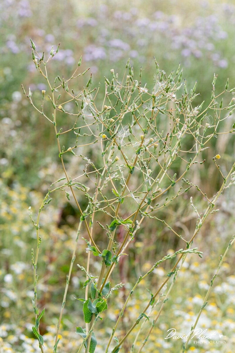 David Plant Photography - Wildlife Photography - Prickly lettuce - C.jpg - Prickly lettuce, Lactuca serriola - Gloucestershire