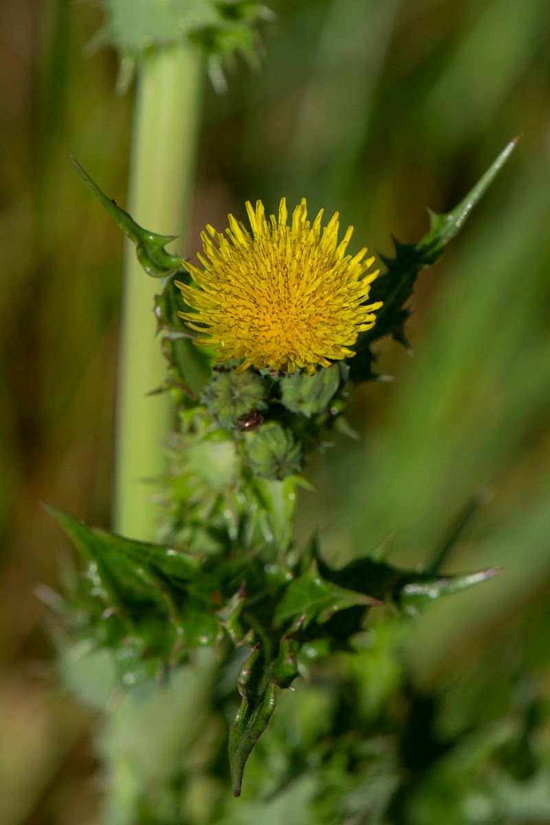 David Plant Photography - Wildlife Photography - Prickly sow-thistle - B.JPG - Prickly sow-thistle flower - Northamptonshire