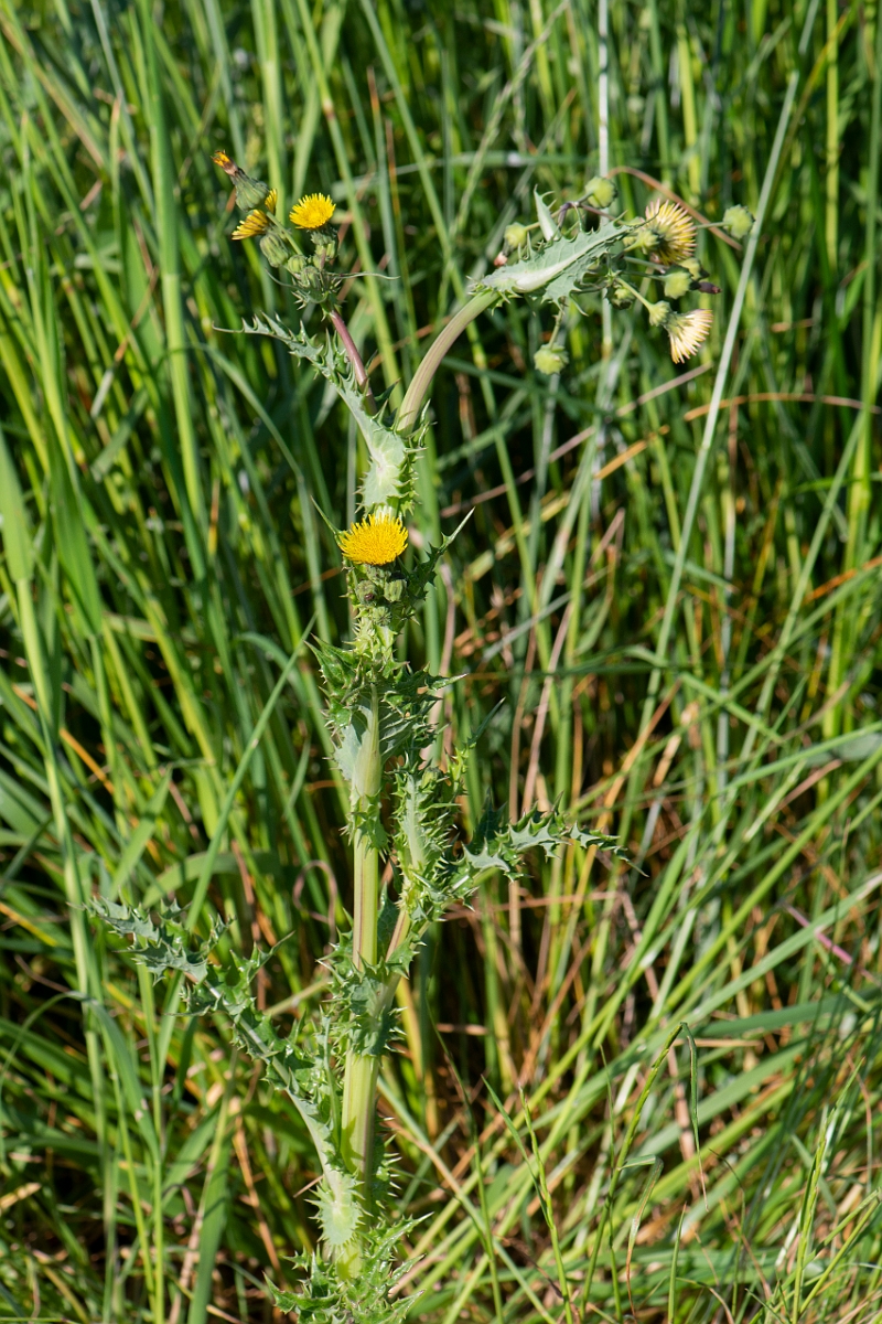 David Plant Photography - Wildlife Photography - Prickly sow-thistle - C.JPG - Prickly sow-thistle plant - Northamptonshire