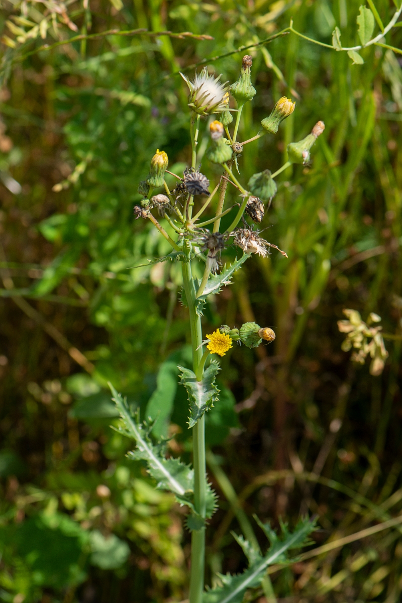 David Plant Photography - Wildlife Photography - Prickly sow-thistle - D.JPG - Prickly sow-thistle - Oxfordshire