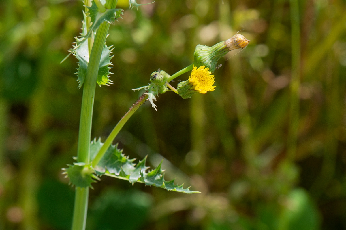 David Plant Photography - Wildlife Photography - Prickly sow-thistle - F.JPG - Prickly sow-thistle - Oxfordshire