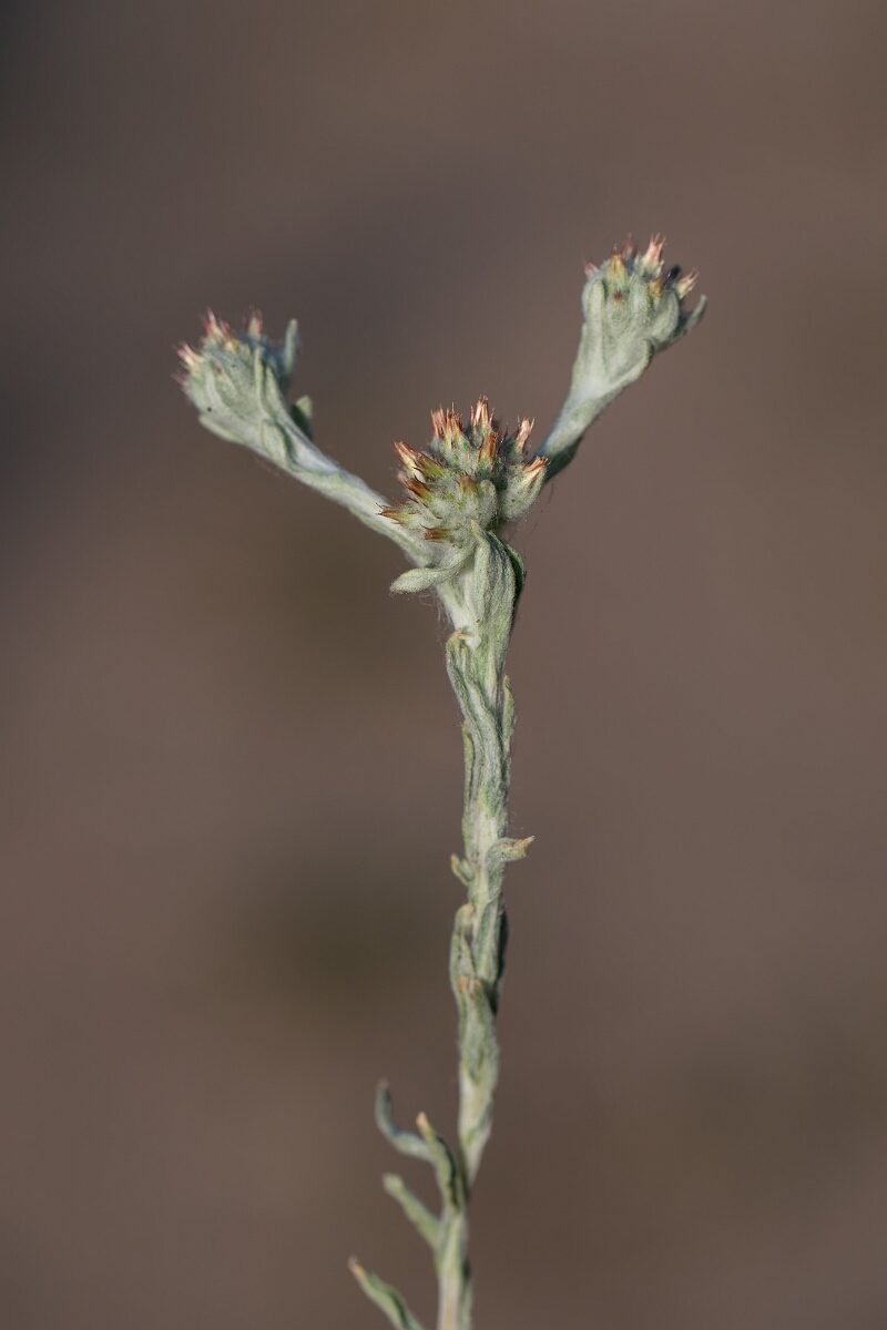 David Plant Photography - Wildlife Photography - Red-tipped cudweed - E.jpg - Red-tipped cudweed - Norfolk