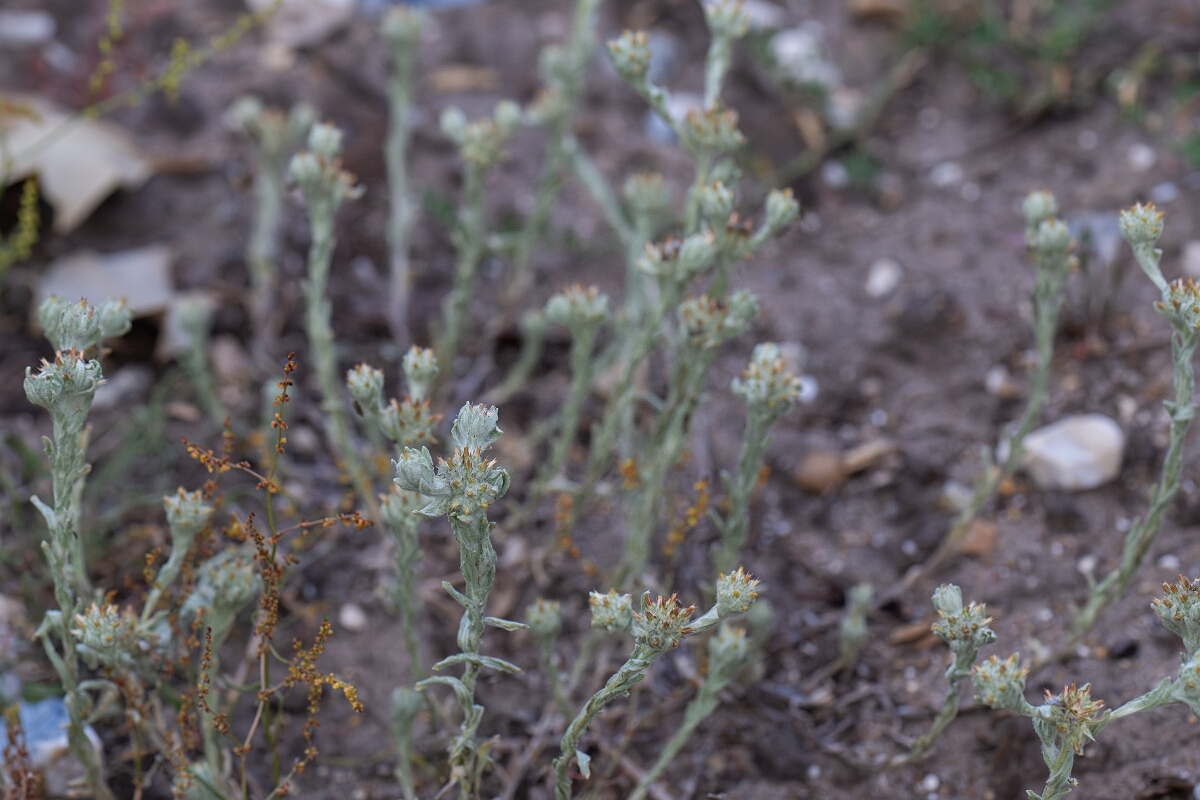 David Plant Photography - Wildlife Photography - Red-tipped cudweed - G.jpg - Red-tipped cudweed, plant - Norfolk