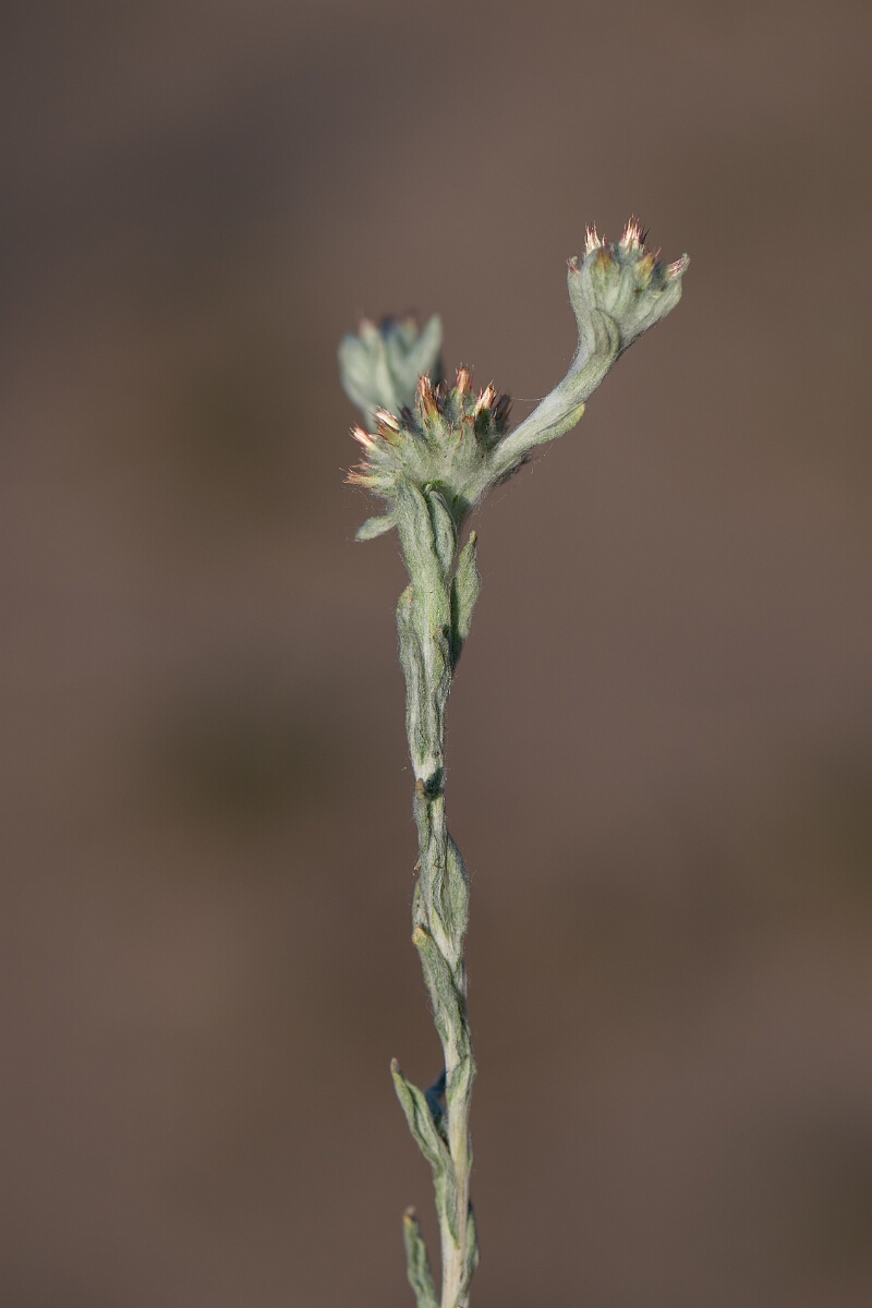 David Plant Photography - Wildlife Photography - Red-tipped cudweed - I.jpg - Red-tipped cudweed - Norfolk