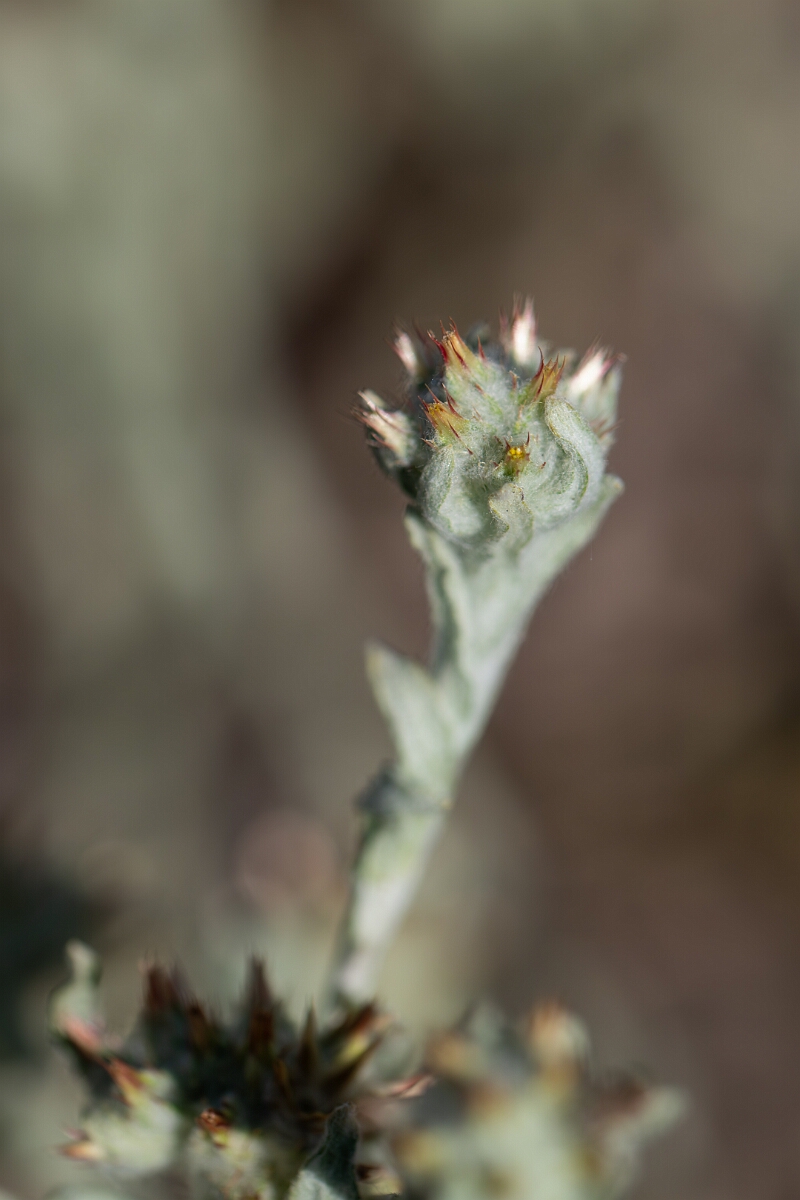 David Plant Photography - Wildlife Photography - Red-tipped cudweed - K.jpg - Red-tipped cudweed, flowers - Norfolk