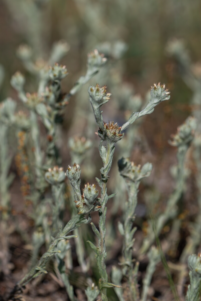 David Plant Photography - Wildlife Photography - Red-tipped cudweed - M.jpg - Red-tipped cudweed, plant - Norfolk