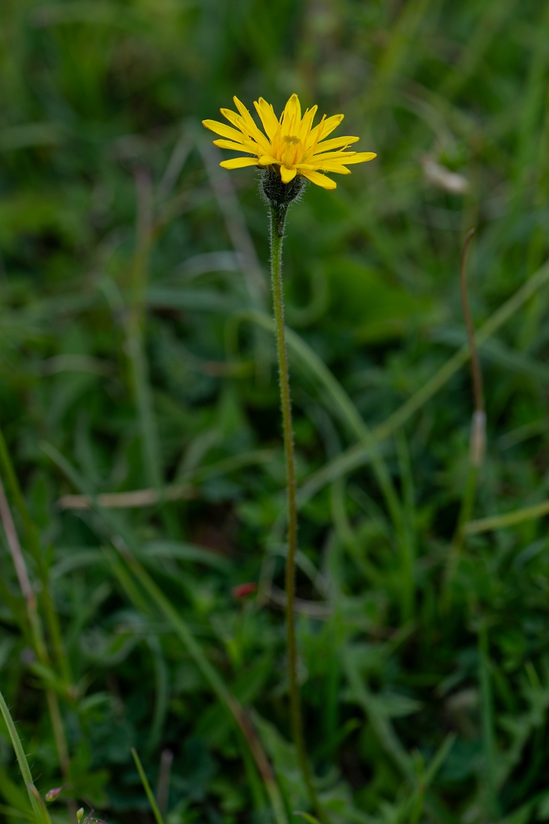 David Plant Photography - Wildlife Photography - Rough hawkbit - C.jpg - Rough hawkbit - Bedfordshire