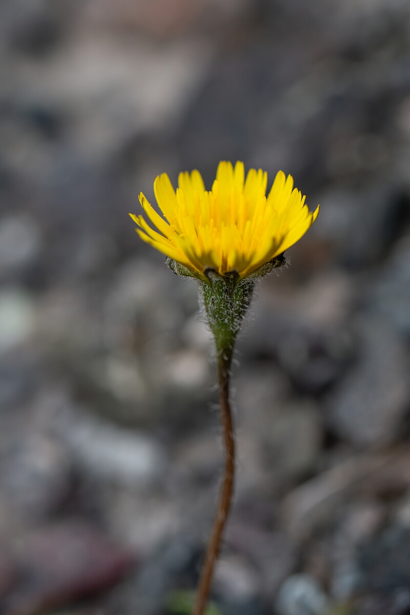 David Plant Photography - Wildlife Photography - Rough hawkbit - F.jpg - Rough hawkbit - Cornwall