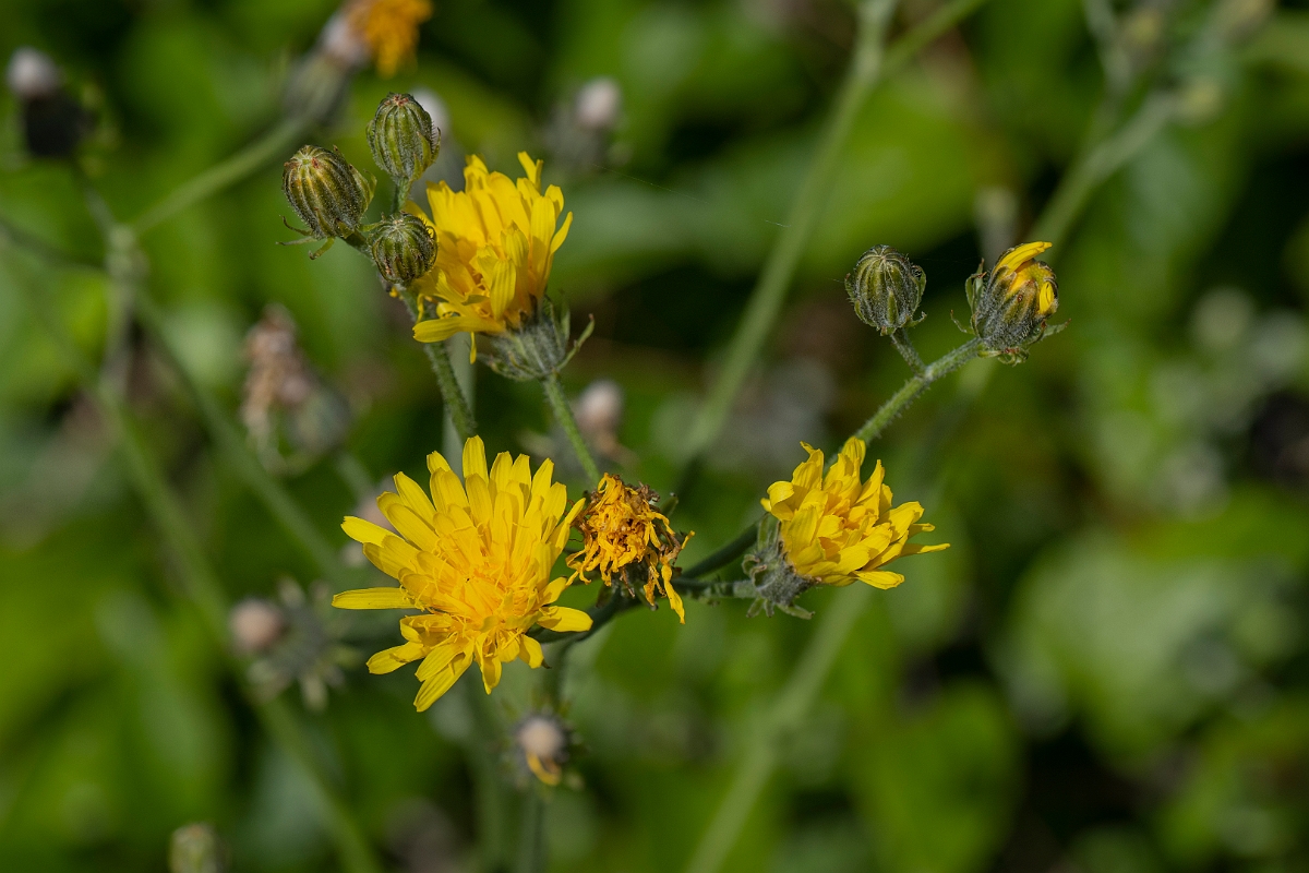David Plant Photography - Wildlife Photography - Rough hawksbeard - C.JPG - Rough hawksbeard - Kent