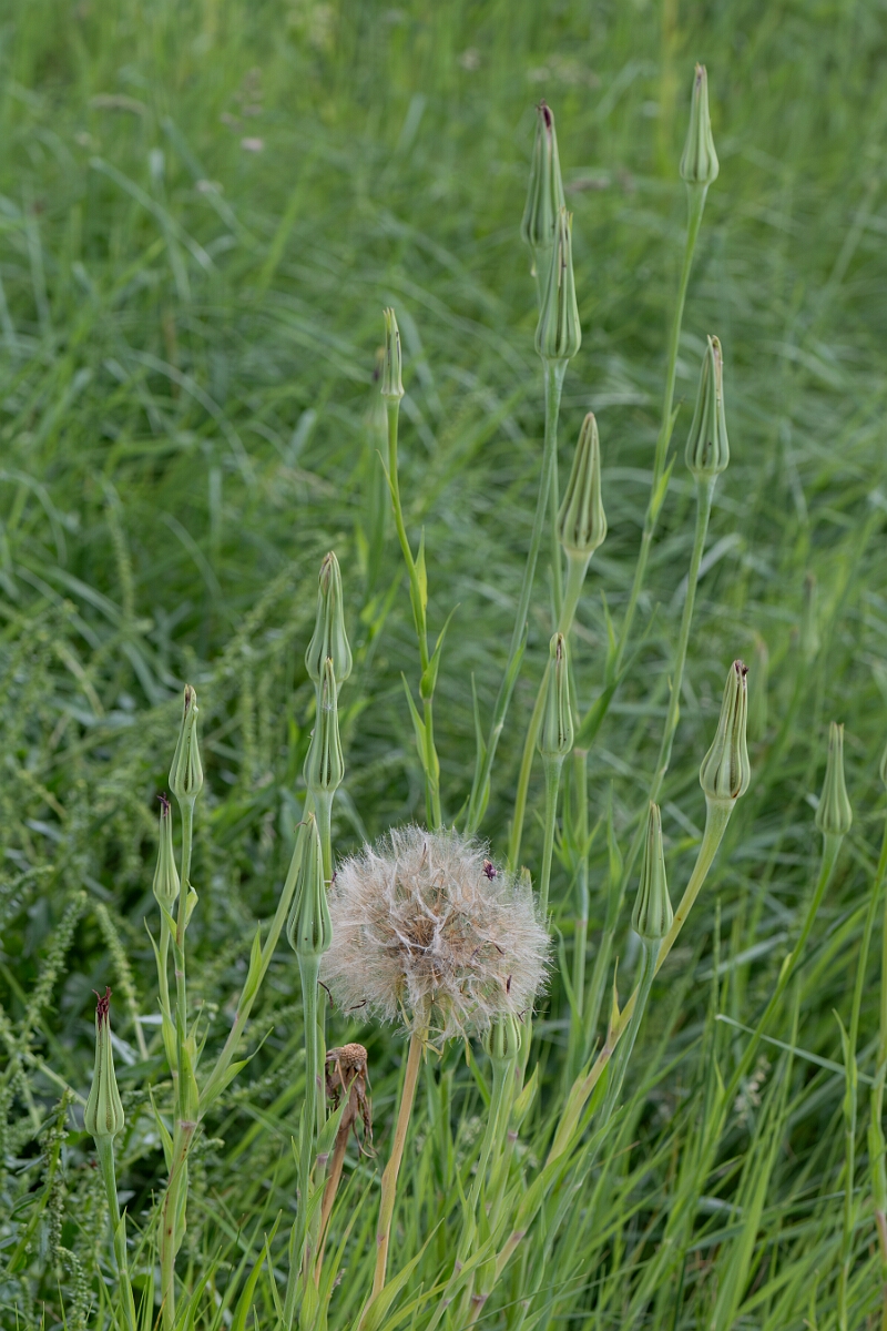 David Plant Photography - Wildlife Photography - Salsify - A.jpg - Salsify, Tragopogon porrifolius, seed head - North Somerset