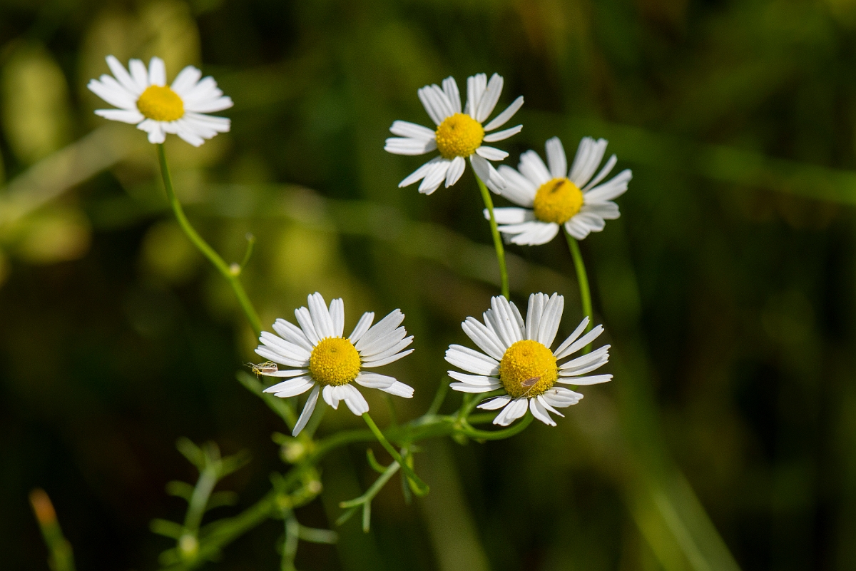 David Plant Photography - Wildlife Photography - Scented mayweed - A.JPG - Scented mayweed - Oxfordshire
