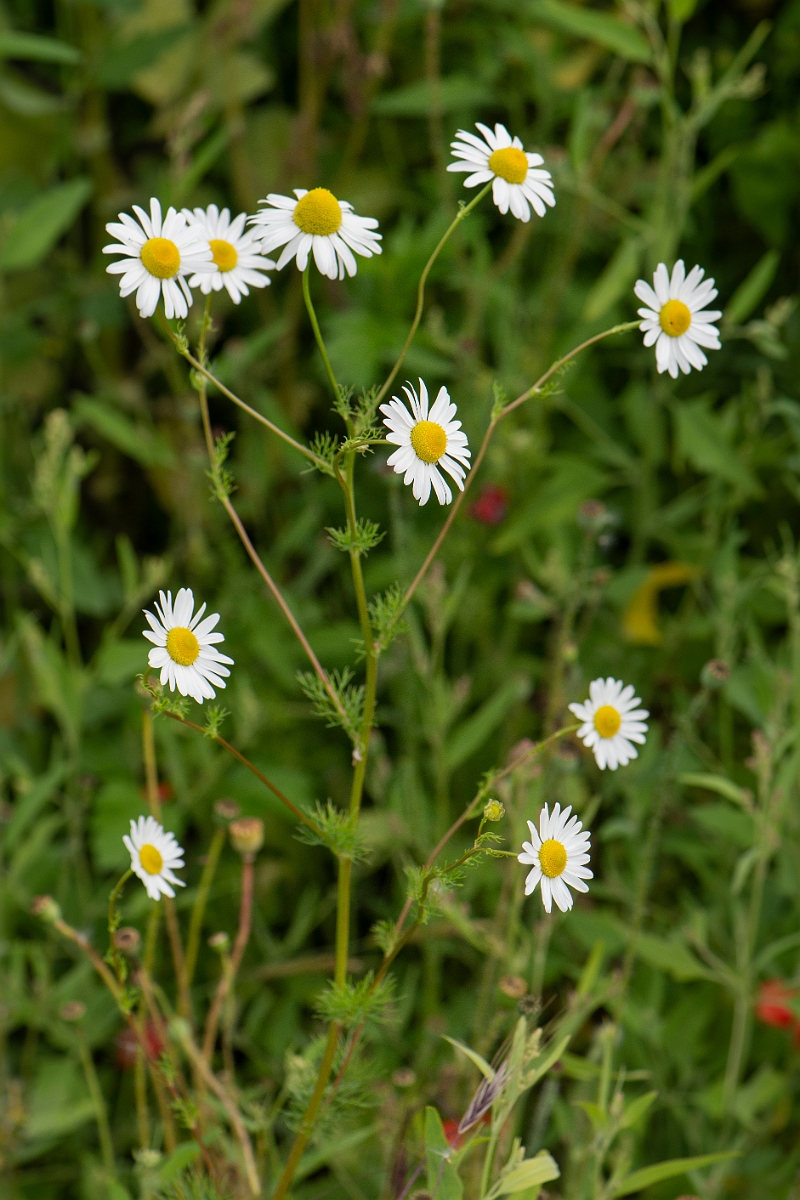 David Plant Photography - Wildlife Photography - Scented mayweed - B.JPG - Scented mayweed  - Cambridgeshire
