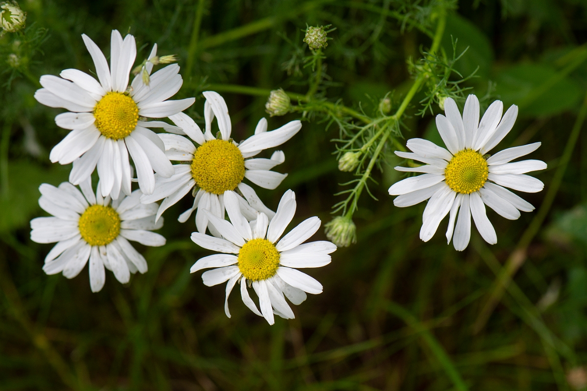 David Plant Photography - Wildlife Photography - Scentless mayweed - C.JPG - Scentless mayweed - Oxfordshire