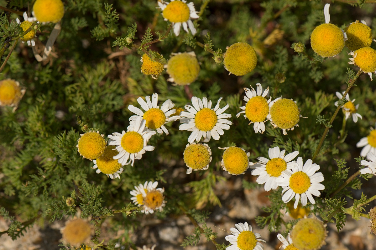 David Plant Photography - Wildlife Photography - Sea mayweed - A.jpg - Sea mayweed - Kent