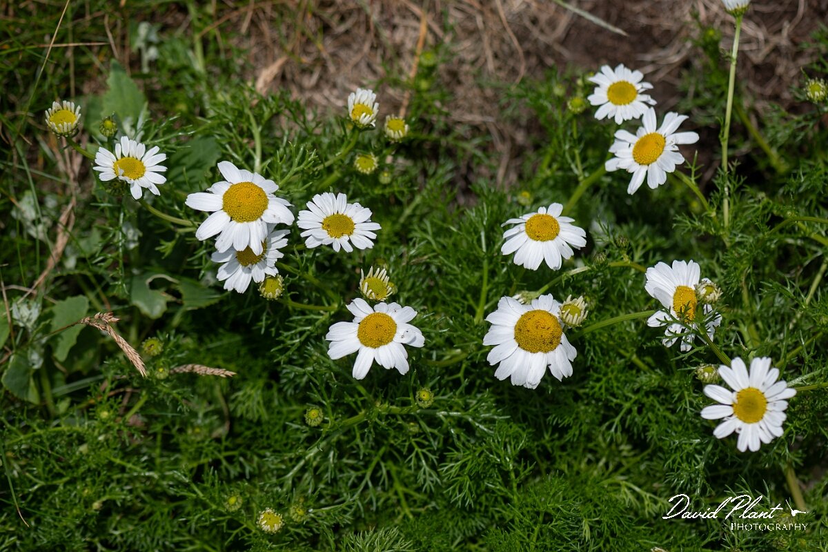 David Plant Photography - Wildlife Photography - Sea mayweed - F.jpg - Sea mayweed, Tripleurospermum maritimum - Angelsey