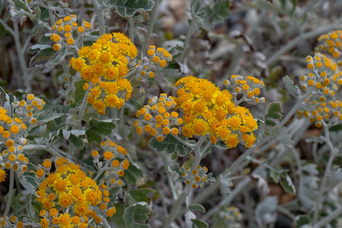 David Plant Photography - Wildlife Photography - Silver ragwort - A.jpg - Silver ragwort - Kent