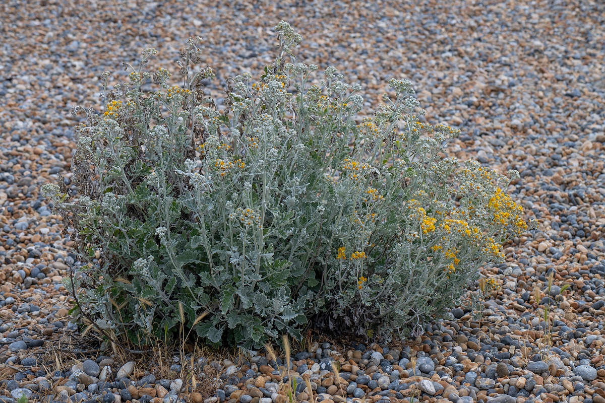 David Plant Photography - Wildlife Photography - Silver ragwort - C.jpg - Silver ragwort - Kent