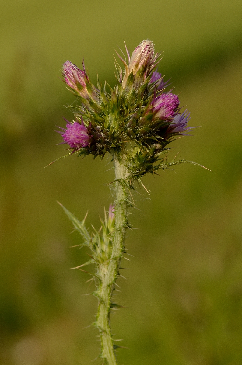 David Plant Photography - Wildlife Photography - Slender thistle - A.jpg - Slender thistle flowers - Bedfordshire