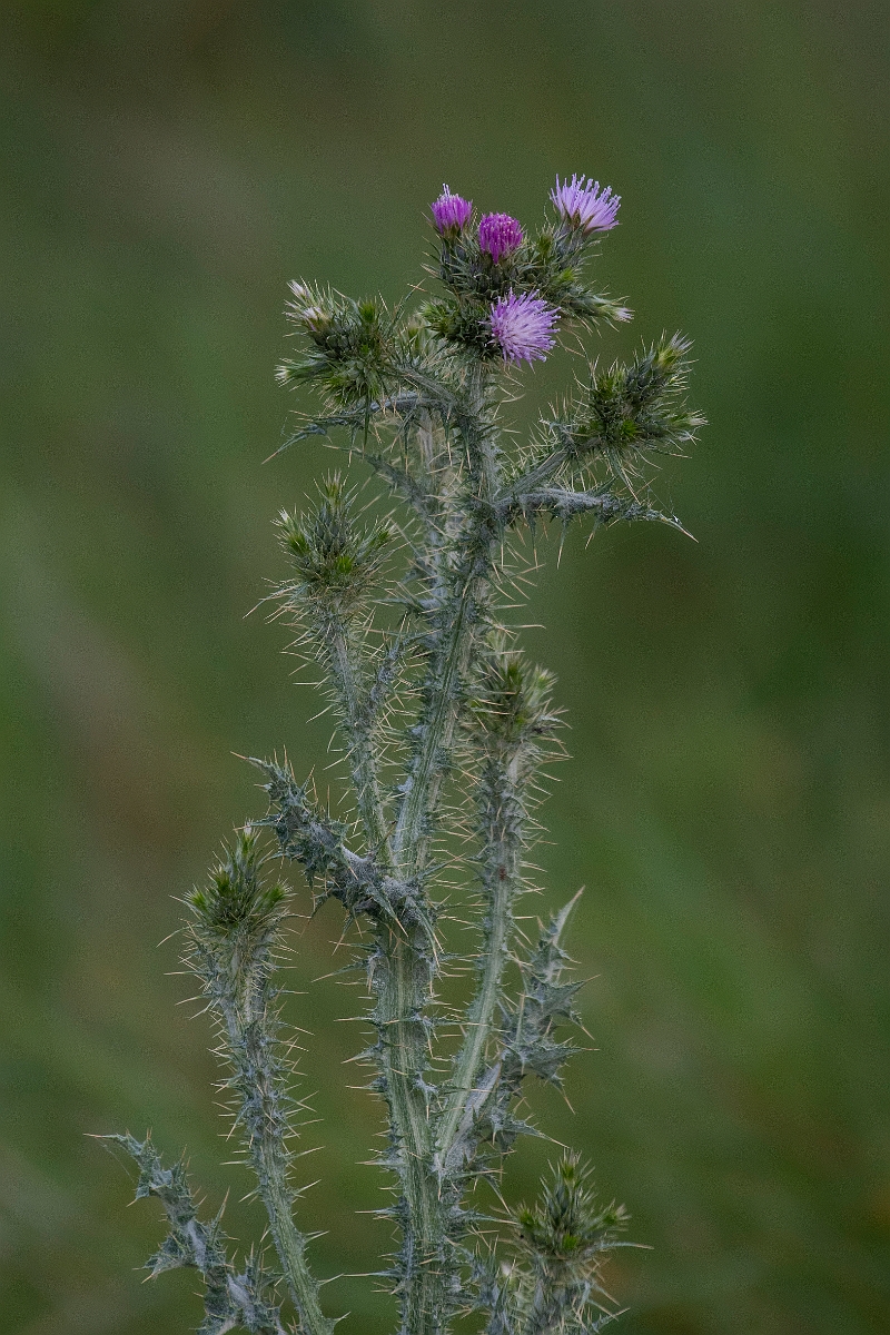 David Plant Photography - Wildlife Photography - Slender thistle - I.JPG - Slender thistle - Kent