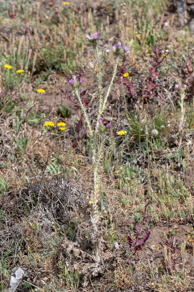 David Plant Photography - Wildlife Photography - Slender thistle - M.jpg - Slender thistle, Carduus tenuiflorus, plant - North Somerset