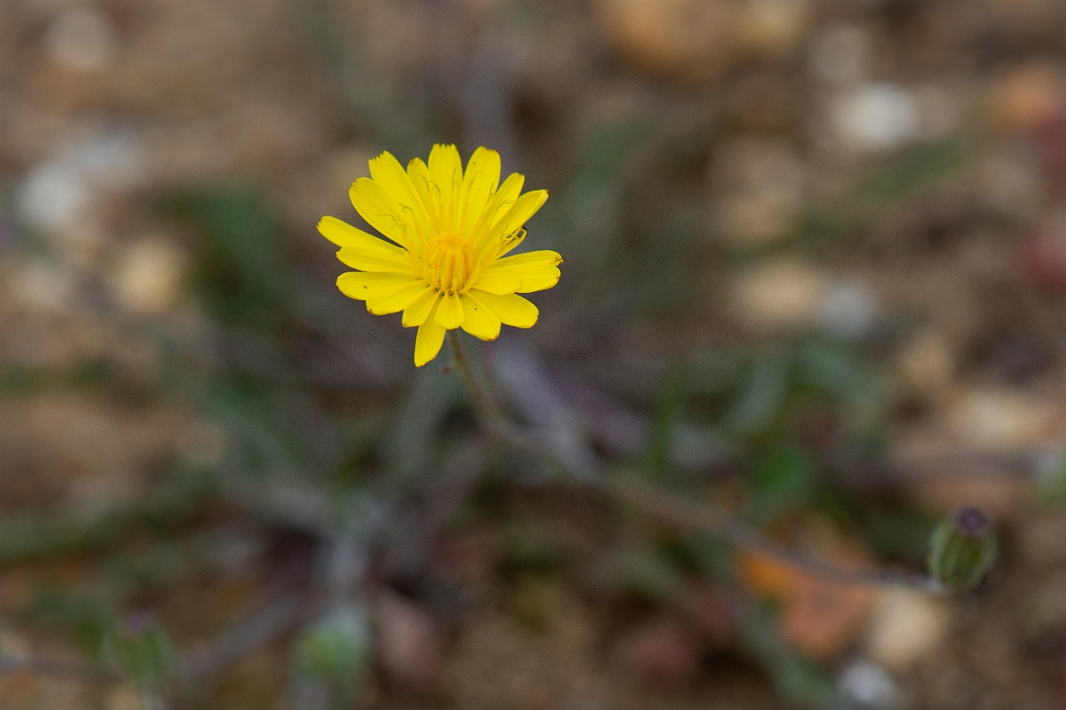 David Plant Photography - Wildlife Photography - Smooth hawksbeard - B.JPG - Smooth hawksbeard - Suffolk