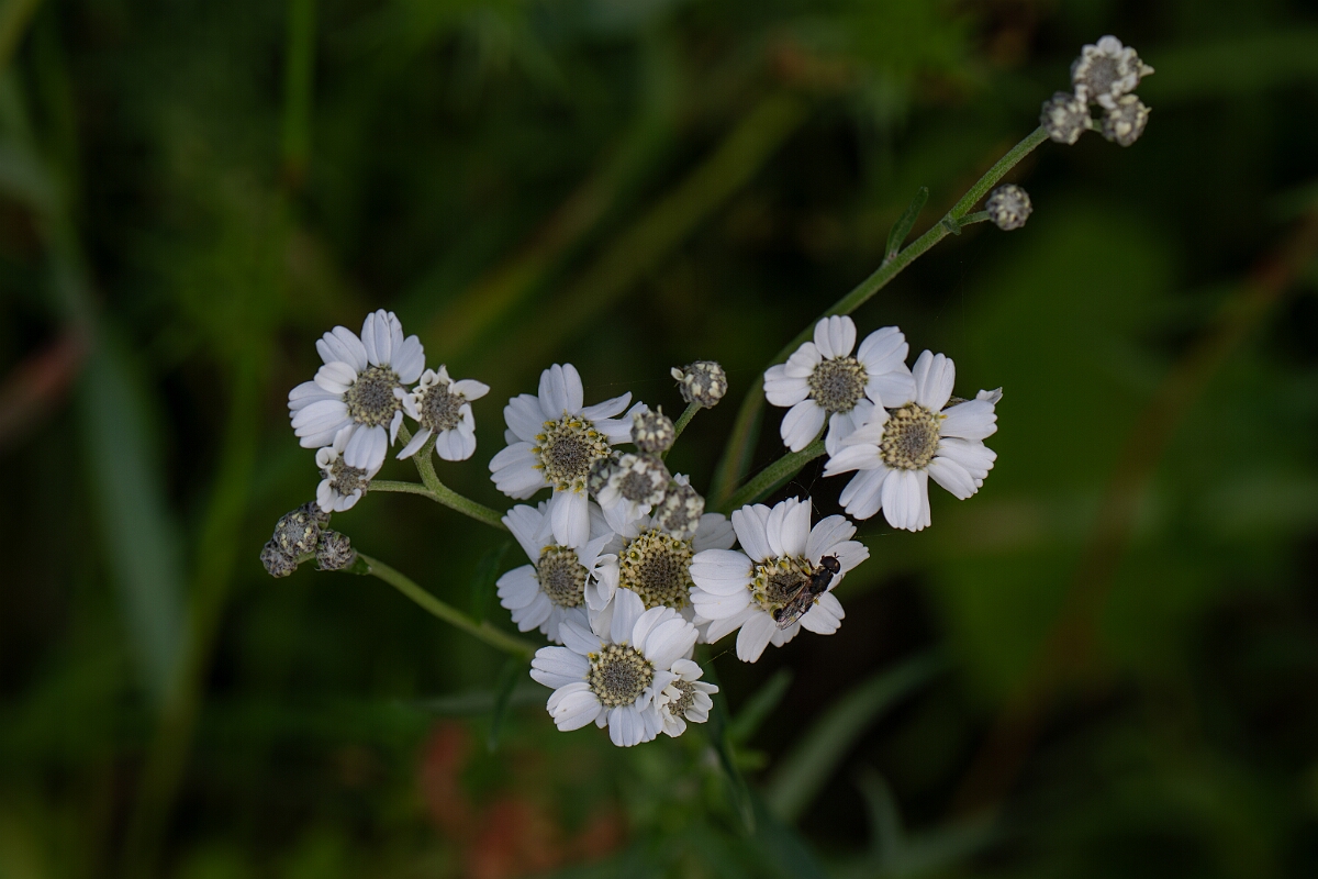 David Plant Photography - Wildlife Photography - Sneezewort - D.jpg - Sneezewort - Fife