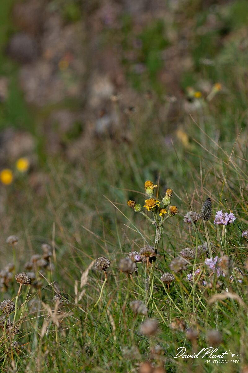 David Plant Photography - Wildlife Photography - Spathulate fleawort, Tephroseris integrifoli - A.jpg - South Stack fleawort, Tephroseris integrifolia  in