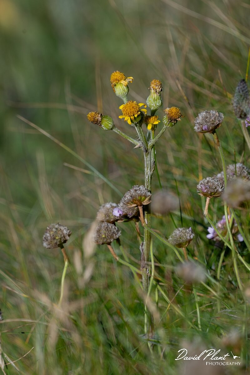 David Plant Photography - Wildlife Photography - Spathulate fleawort, Tephroseris integrifoli - B.jpg - South Stack fleawort, Tephroseris integrifolia  in
